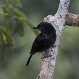 Becard, Rose-throated_Napo Wildlife Center, Ecuador