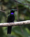 Brilliant, Black-throated_Wildsumaco, Ecuador