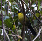 Brush-finch, Pale-naped_Papallacta area, Ecuador