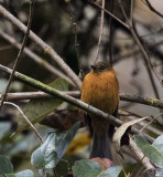 Flycatcher, Cinnamon_Papallacta area, Ecuador_DES