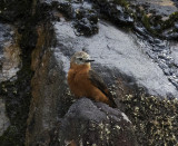 Flycatcher, Cliff_San Isidro, Ecuador