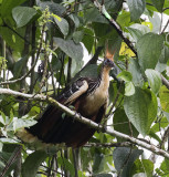 Hoatzin_Napo Wildlife Center, Ecuador