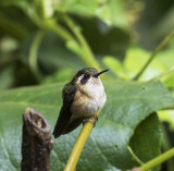Hummingbird, Speckled_Papallacta area, Ecuador
