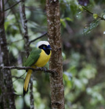 Jay, Green_San Isidro, Ecuador