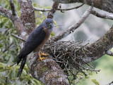 Kite, Double-toothed_Napo Wildlife Center, Ecuador