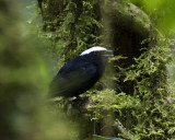 Manakin, White-crowned_San Isidro, Ecuador