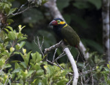 Toucanet, Golden-collared_Napo Wildlife Center, Ecuador