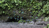 Parakeet, Cobalt-winged_Napo Wildlife Center, Ecuador