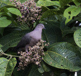 Pigeon, Plumbeous_San Isidro, Ecuador