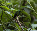 Racket-tail, Booted_Wildsumaco, Ecuador