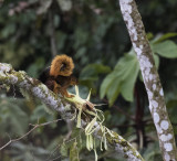 Squirrel, Red-tailed_San Isidro, Ecuador