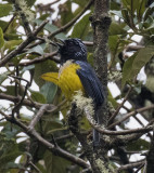 Tanager, Buff-breasted Mountain-_Papallacta area, Ecuador