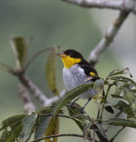 Tanager, Yellow-backed_Napo Wildlife Center, Ecuador