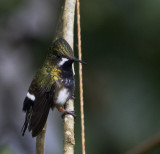 Thorntail, Wire-crested female