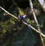Thorntail, Wire-crested_Wildsumaco, Ecuador