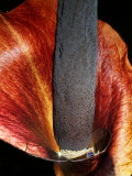 Amorphophallus konjac Leo Song full bloom 3