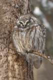 Nyctale de Tengmalm_7177 - Boreal Owl