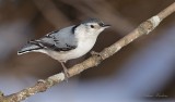 Sittelle  poitrine blanche _1290 - White-breasted Nuthatch