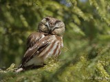 Petite Nyctale _Y3A5149 - Northern Saw-whet Owl