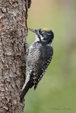 Pic  dos ray (mle)_Y3A3809 - American Three-toed Woodpecker