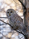Chouette raye_Y3A4090 - Barred Owl