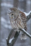Chouette raye_Y3A5583 - Barred Owl