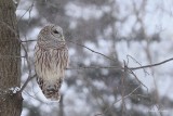 Chouette raye_Y3A6169 - Barred Owl