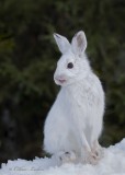 Livre dAmrique_Y3A9754 - Snowshoe Hare 