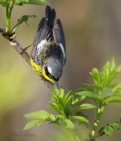 Paruline  tte cendre_Y3A2897 - Magnolia Warbler