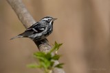 Paruline noir et blanc_Y3A3328 - Black and white Warbler