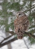 Chouette raye_Y3A9355 - Barred Owl