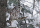 Chouette rayée_Y3A9368 - Barred Owl