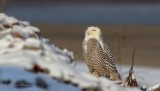 Harfang des neiges_9065 - Snowy Owl