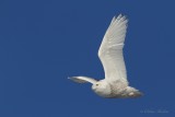 Harfang des neiges_6402 - Snowy Owl