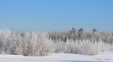 Paysage givr_1436 - Frosty landscape