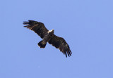 Lesser spotted eagle August 8008 Grdslv.jpg