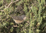 Western Subalpine warbler Oued Sous Morocco March 6489 .jpg