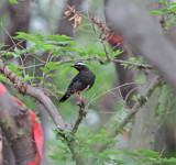 Siberian thrush Happy Island May 13th 2014.jpg