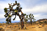 Joshua Trees