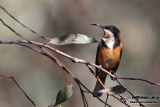 Eastern Spinebill 2565.jpg