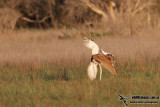 Australian Bustard 8724.jpg