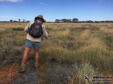 Night Parrot - Pezoporus occidentalis 