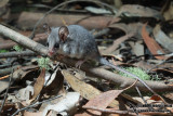 Eastern Pygmy Possum 9829.jpg