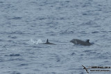 Frasers Dolphin 0083.jpg