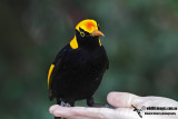 Regent Bowerbird 9443.jpg