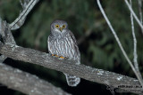 Barking Owl