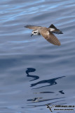 White-faced Storm-Petrel 2165.jpg