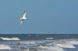 Sandwich Tern In Flight