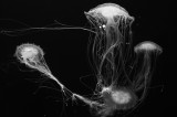 Jellyfish2393