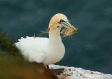 Northern Gannet (Morus bassanus)